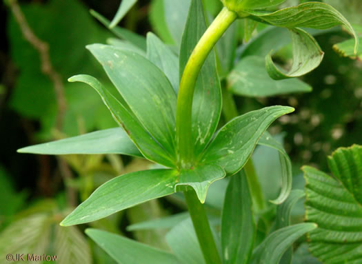 image of Lilium grayi, Gray's Lily, Roan Lily