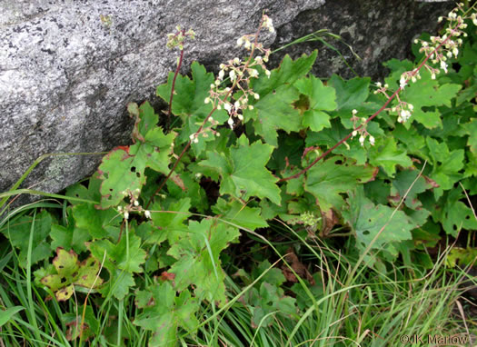 image of Heuchera villosa, Mapleleaf Alumroot, Hairy Alumroot, Rock Alumroot, Crag-jangle