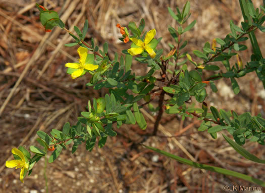 image of Hypericum hypericoides, St. Andrew's Cross