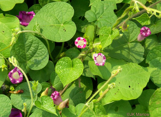 image of Ipomoea purpurea, Common Morning Glory