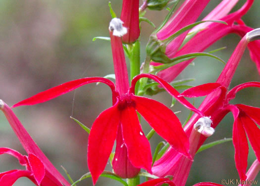 Cardinal Flower