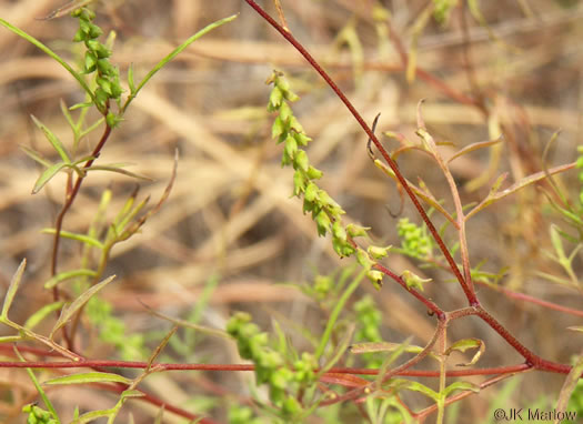 image of Ambrosia porcheri, Outcrop Ragweed, Flatrock Ragweed