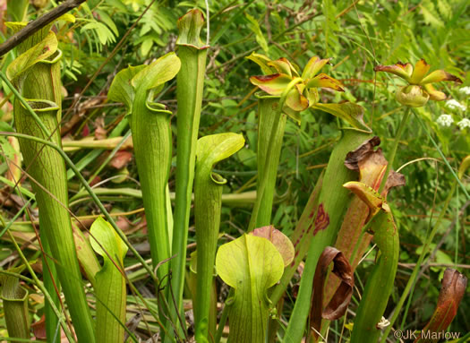 Sarracenia jonesii, Mountain Sweet Pitcherplant