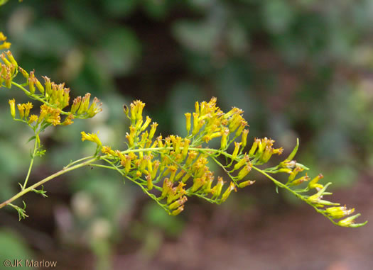 image of Solidago odora, Licorice Goldenrod, Sweet Goldenrod, Anise Goldenrod, Anise-scented Goldenrod