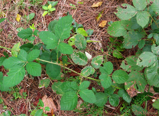 image of Rubus pascuus, Chesapeake Blackberry, Topsy Blackberry