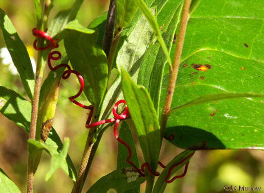 image of Smilax glauca, Whiteleaf Greenbrier, Wild Sarsaparilla, Sawbrier