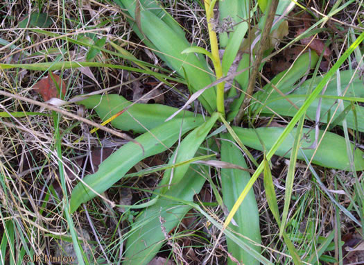 Agave virginica, Eastern Agave, Eastern False-aloe, Rattlesnake-master, American Aloe