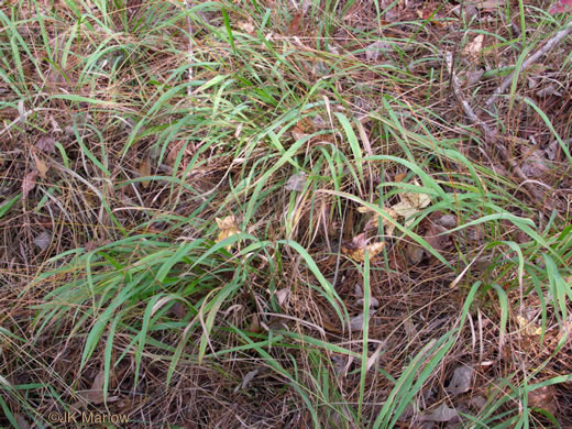 image of Chasmanthium sessiliflorum var. sessiliflorum, Longleaf Woodoats, Longleaf Spikegrass, Upland Oats