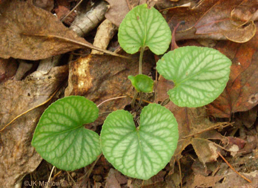 image of Viola walteri, Walter's Violet, Prostrate Blue Violet