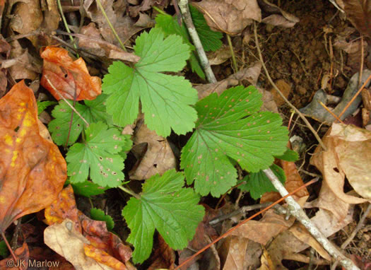 image of Waldsteinia lobata, Piedmont Barren Strawberry, Lobed Barren Strawberry