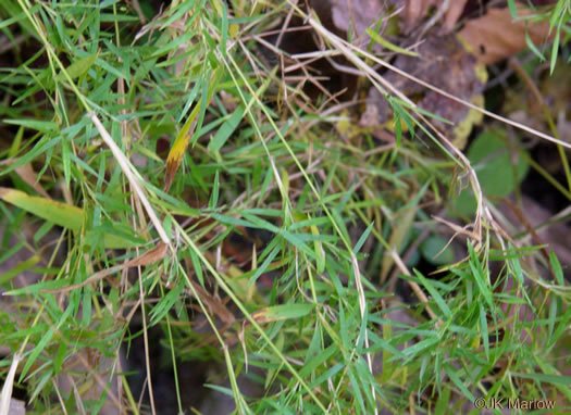 image of Dichanthelium dichotomum var. dichotomum, Forked Witchgrass