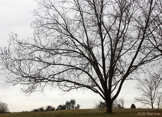 image of Carya illinoinensis, Pecan