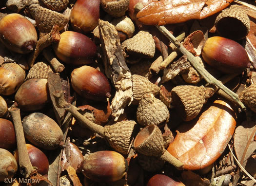 image of Quercus virginiana, Live Oak, Southern Live Oak