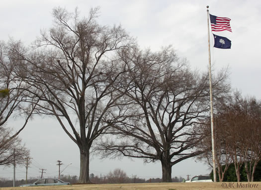 image of Quercus phellos, Willow Oak, "Pin Oak"