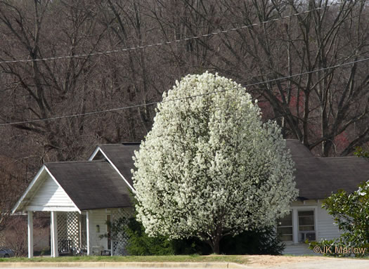 image of Pyrus calleryana, Bradford Pear, Callery Pear