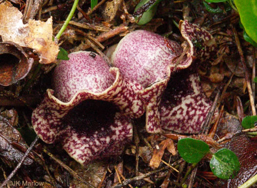 image of Hexastylis heterophylla, Variable-leaf Heartleaf