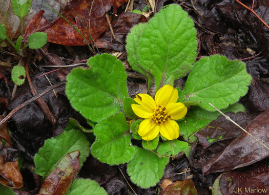 Carolina Green-and-gold