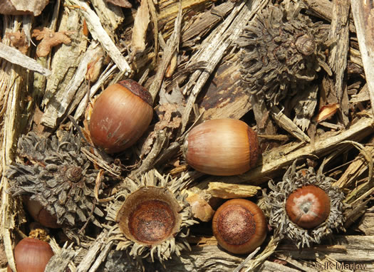 image of Quercus acutissima, Sawtooth Oak