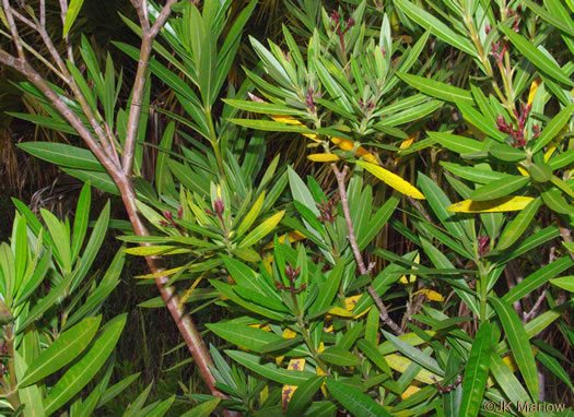 image of Nerium oleander, Oleander