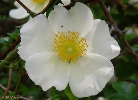 Rosa laevigata, Cherokee Rose