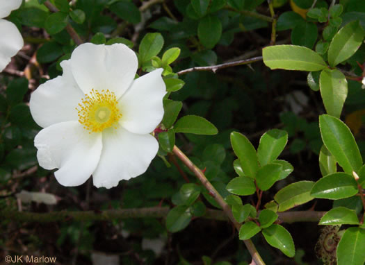 image of Rosa laevigata, Cherokee Rose