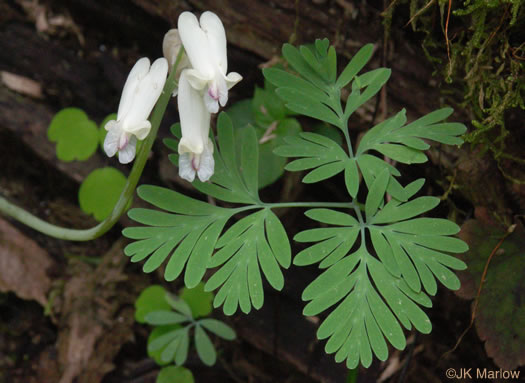 image of Dicentra canadensis, Squirrel Corn