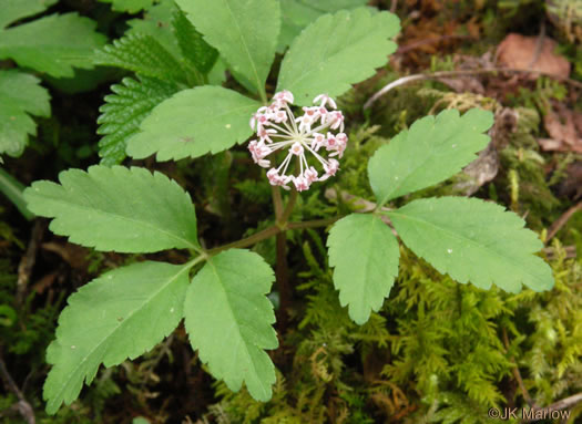 image of Nanopanax trifolius, Dwarf Ginseng