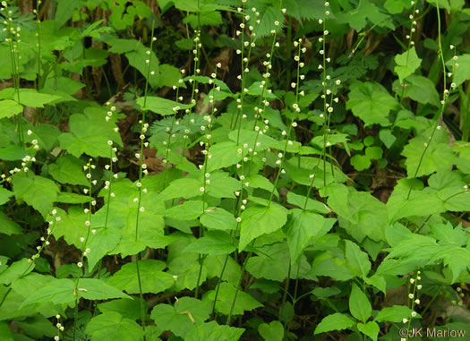 image of Mitella diphylla, Two-leaved Miterwort, Bishop's Cap