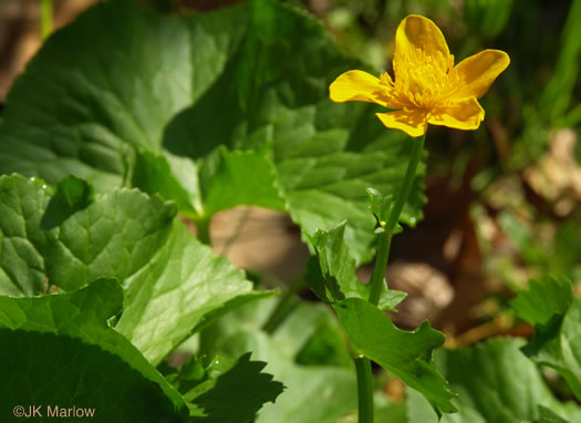 image of Caltha palustris var. palustris, Marsh-marigold, Cowslip