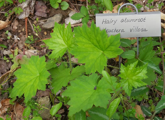 Heuchera villosa, Mapleleaf Alumroot, Hairy Alumroot, Rock Alumroot, Crag-jangle