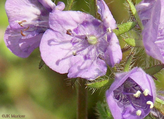 image of Phacelia maculata, Spotted Phacelia, Flatrock Phacelia