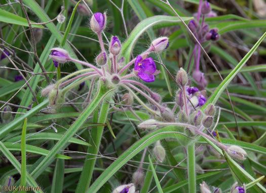 image of Tradescantia hirsuticaulis, Hairy Spiderwort