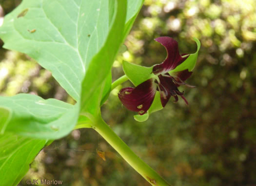 image of Trillium rugelii, Southern Nodding Trillium