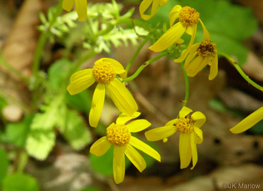 image of Packera obovata, Roundleaf Ragwort, Roundleaf Groundsel, Spatulate-leaved Ragwort, Running Ragwort