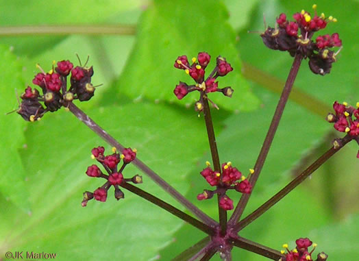 Purple Meadow-parsnip