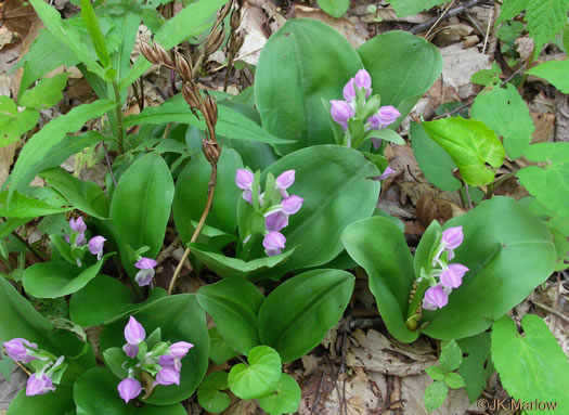 Showy Orchis