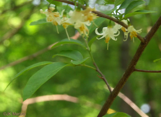 image of Styrax americanus var. americanus, American Storax, American Snowbell