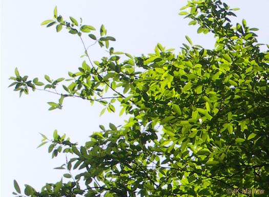 image of Nyssa biflora, Swamp Tupelo, Swamp Blackgum, Swamp Gum, Water Gum