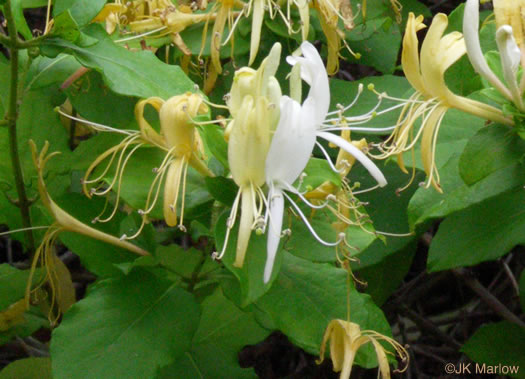 image of Lonicera japonica, Japanese Honeysuckle