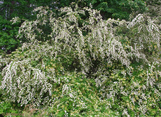 image of Ligustrum sinense, Chinese Privet, "privy hedge"