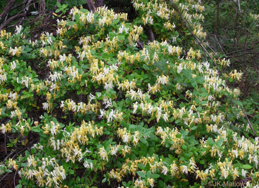 image of Lonicera japonica, Japanese Honeysuckle