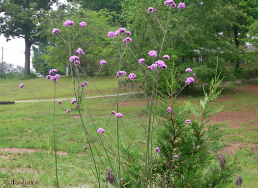 image of Verbena incompta, Purpletop Vervain, Tall Vervain