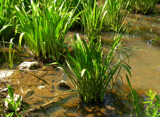 image of Hymenocallis coronaria, Rocky-shoals Spiderlily, Catawba Spiderlily, Carolina Spiderlily, Cahaba Lily