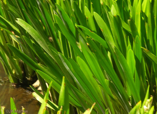 image of Hymenocallis coronaria, Rocky-shoals Spiderlily, Catawba Spiderlily, Carolina Spiderlily, Cahaba Lily