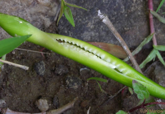 spadix