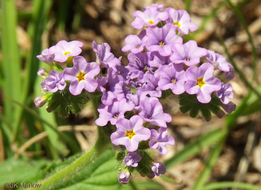 image of Heliotropium amplexicaule, Clasping Heliotrope, Violet Heliotrope