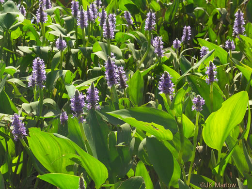 Pontederia cordata var. cordata, Heartleaf Pickerelweed, Wampee