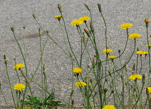 image of Hypochaeris radicata, Hairy Cat's-ear, Spotted Cat's-ear, Cat's Ear Dandelion