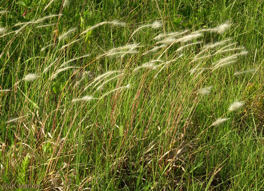 image of Imperata cylindrica, Cogongrass, Bloodroot Grass, Brazilian Satintail