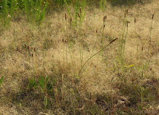 image of Aira elegans, Elegant Hairgrass, Annual Silver Hairgrass